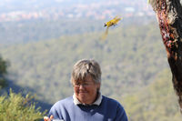 White eared honeyeater gathering human hair,  Darks Common